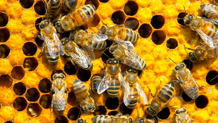Día Mundial de las Abejas: por qué se conmemora hoy