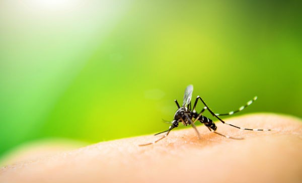 Misiones en alerta: Paraguay registra 3 mil casos de dengue y 56 de chikungunya