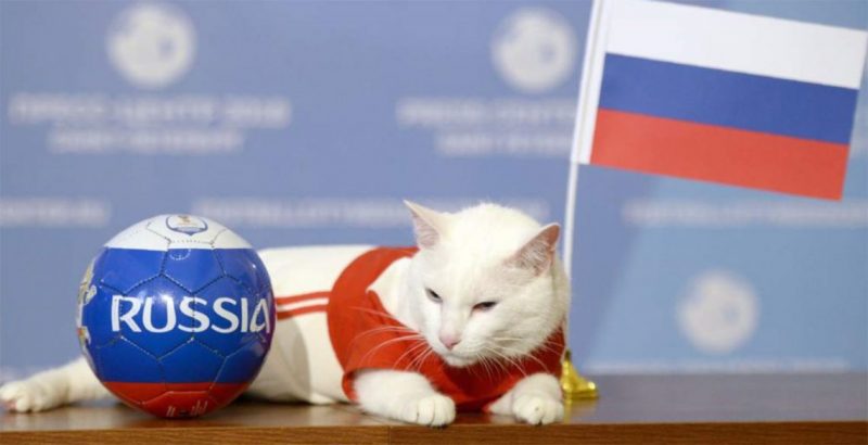 ¡El gato Aquiles volvió a acertar el resultado de Rusia y Egipto!
