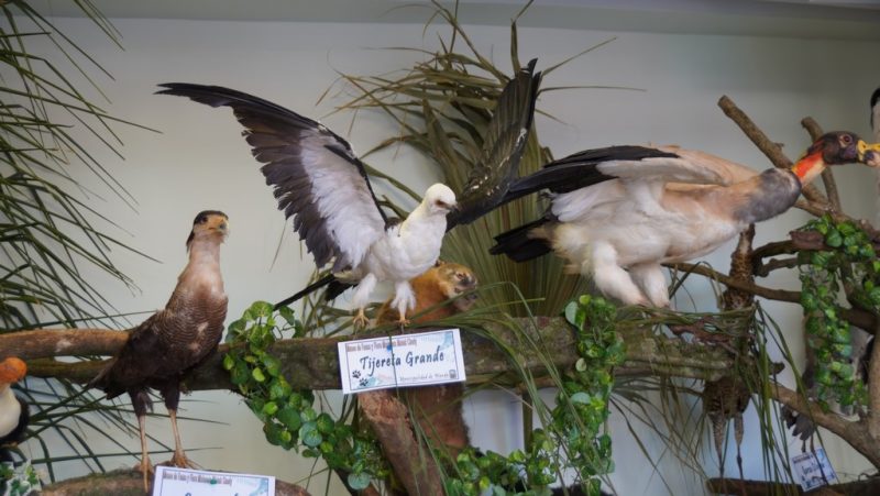 Legislatura: realizan exposición para concientizar sobre la preservación de la fauna y flora misionera