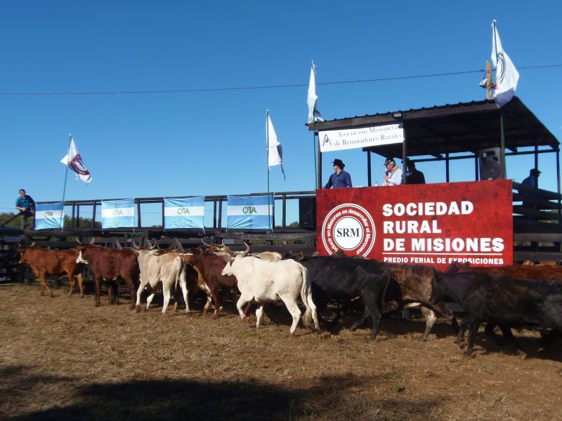 Se concretó con éxito el Remate de Ganado Vacuno de Pequeños y Medianos Productores