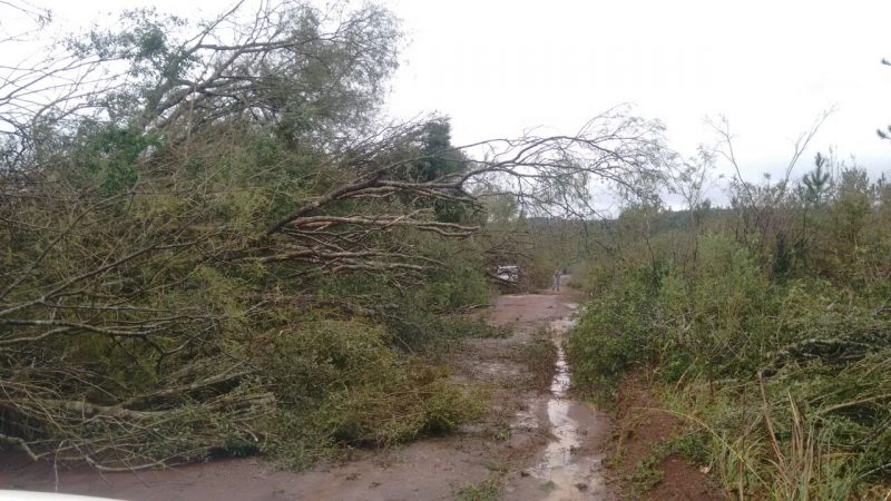 Temporal: Vialidad Provincial despeja rutas terradas tras caída de árboles