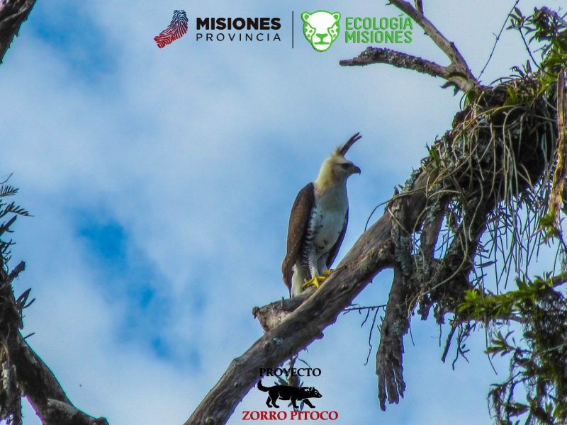 Luego de una década, avistaron un Águila Harpía en cercanías del Parque Urugua-í