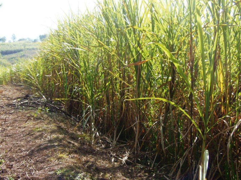El IFAI y los productores acordaron precios para zafra cañera en Misiones