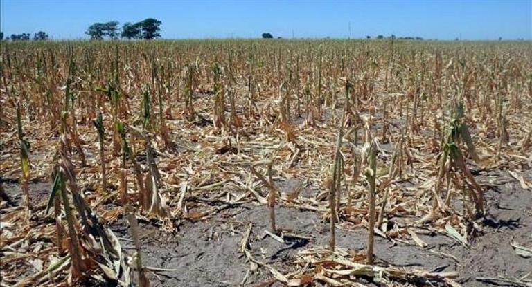 Por la sequía, declaran la emergencia agropecuaria en La Pampa y en Provincia