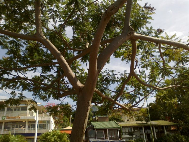 El Programa “10.000 árboles” ya lleva plantados 5000 en lo que va del año