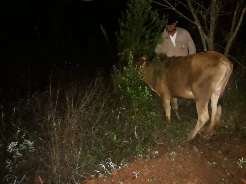 La Policía recuperó un animal vacuno en Alem