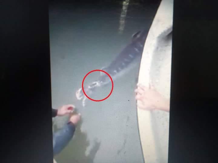 Polémica pesca del Surubí en Ituzaingó: descalificaron a la ganadora por haber tenido al pez “atado” en la lancha