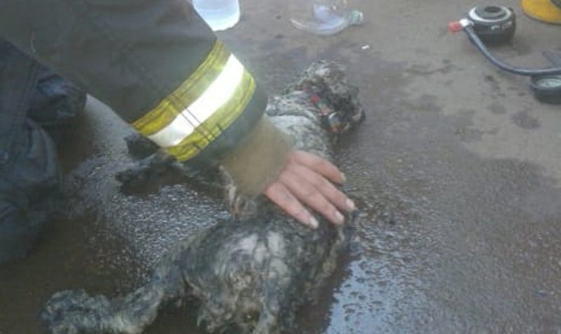 Bomberos rescataron a can  atrapado en un incendio en Alem