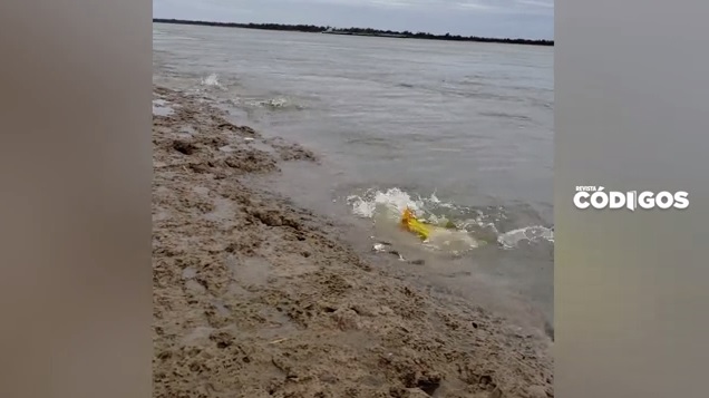 Vídeo viral: impresionante cardumen de dorados fue captado cazando en aguas del Paraná
