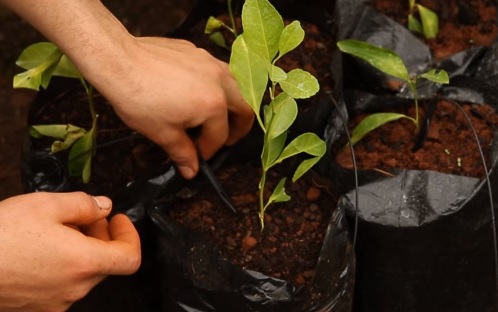 Santiago de Liniers: vivero citrícola produce unos 4 mil plantines y apuesta a seguir creciendo