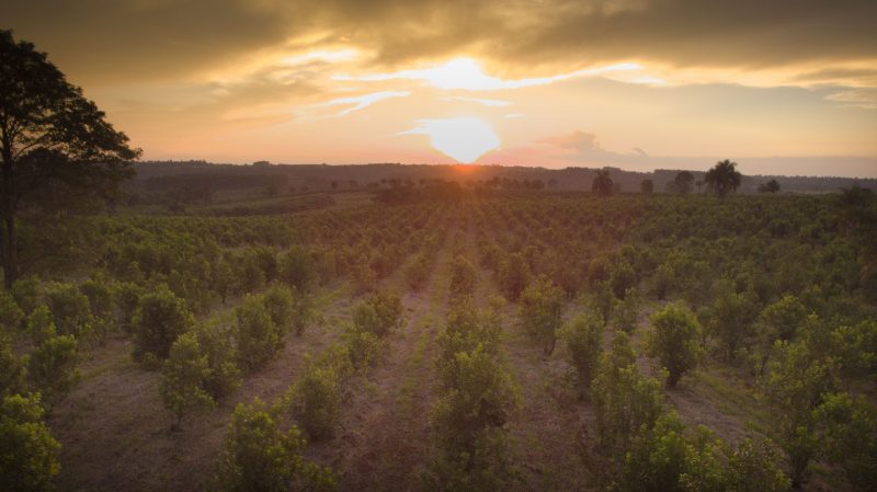 Crece la exportación de yerba mate a los mercados de Siria, Turquía y Egipto