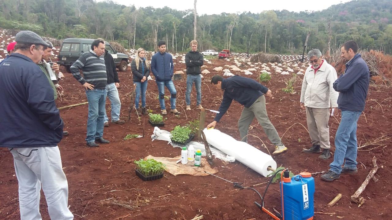 Misiones consolida la cuenca productora de sandías