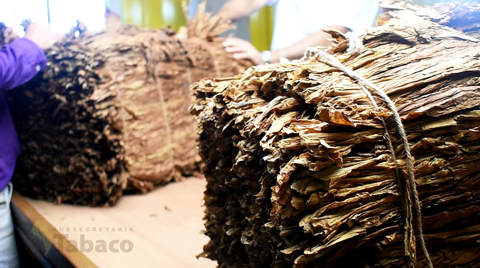 Pagan más de 28 millones de pesos a productores tabacaleros