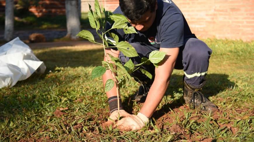 Programa 10 mil árboles: ya se plantó casi 7 mil especies en Posadas