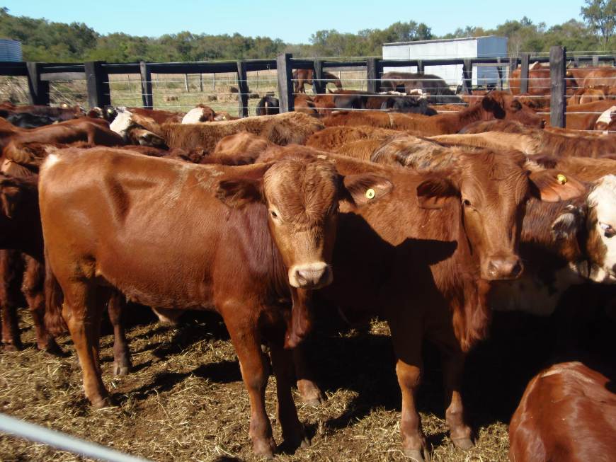Productores ganaderos podrán comprar hacienda con crédito a tasa subsidiada