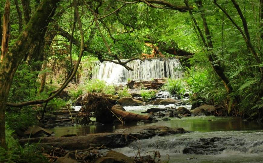 La Selva Misionera, pre finalista para las Siete Maravillas de la Argentina