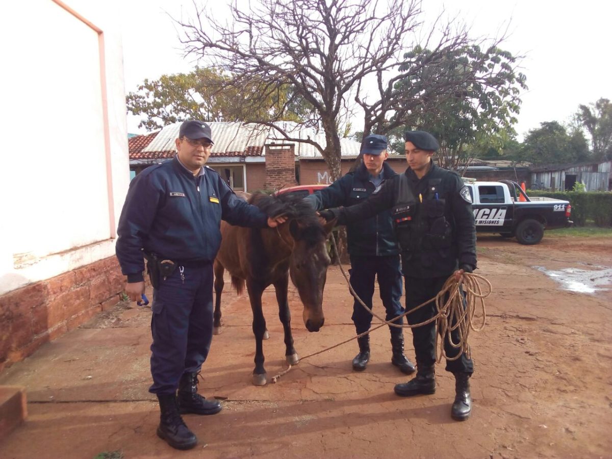 Recuperaron un caballo robado que iba a ser cambiado por vino