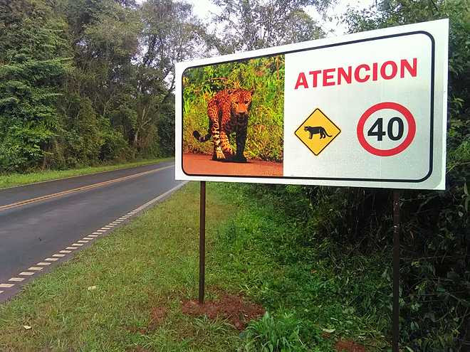 Alarmante: tres mil animales mueren por año atropellados en rutas del Norte de Misiones
