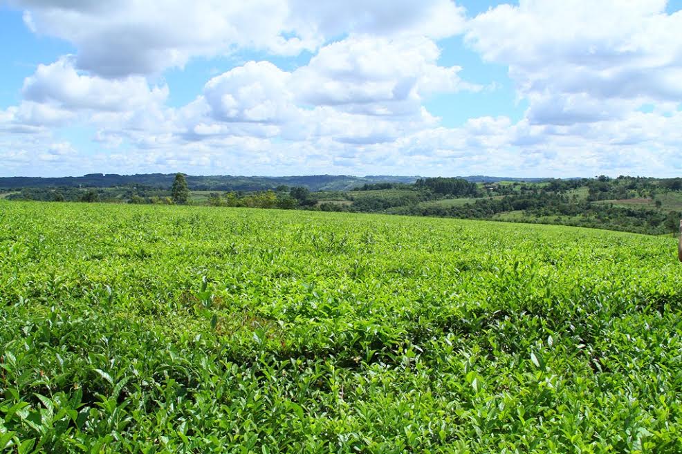 Nuevo precio para el té: se fijó en $3,15 por kilogramo de hoja