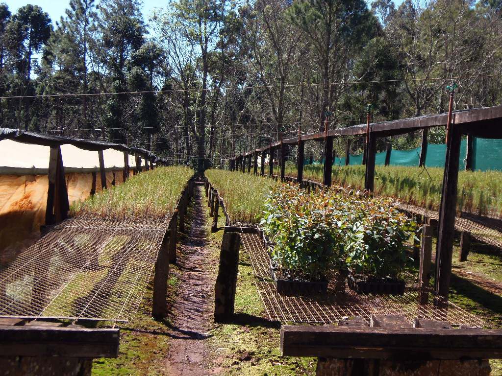 Viveristas forestales de Misiones recibieron capacitación 2 4 - 12 - 3