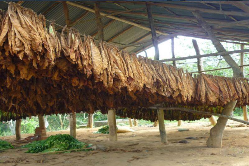 Este viernes pagan más de 93 millones de pesos a tabacaleros