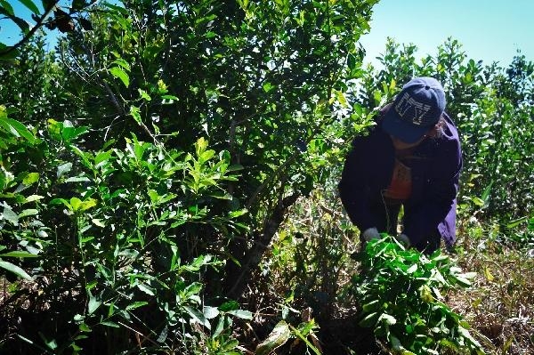 El gobierno de Misiones pidió al Inym la reasignación presupuestaria para asistir a los tareferos