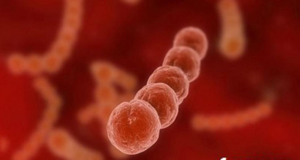 Bacteria mortal: a qué síntomas se les debe prestar atención y cómo se combaten