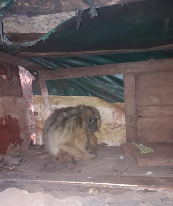 Rescataron a un mono Carayá en el patio de una vivienda en Posadas