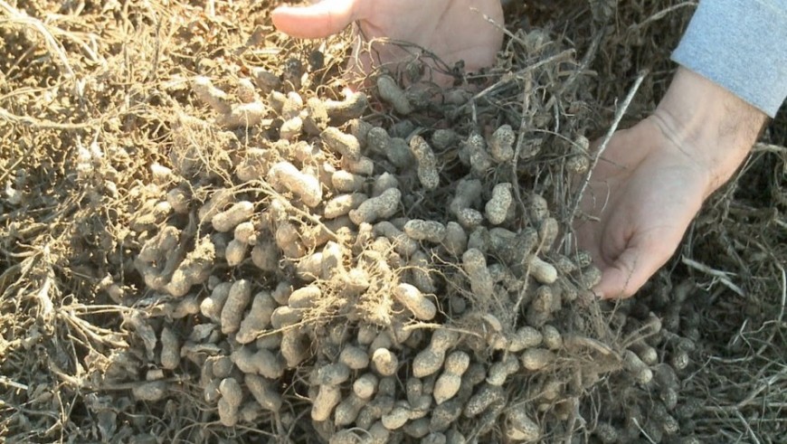 En la cadena del maní estiman que las retenciones recortarán U$S 80 millones