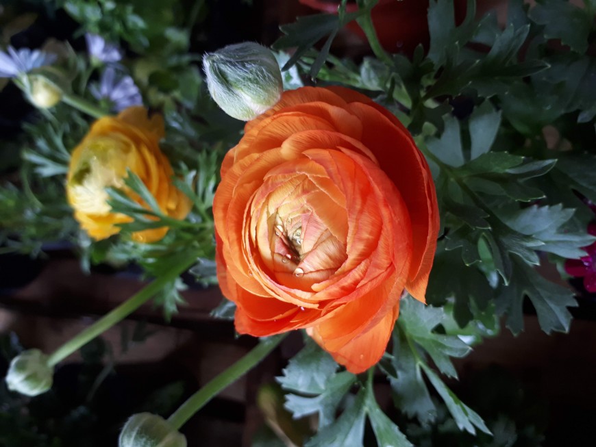 El Mercado Concentrador de Posadas, con variedades de plantas y flores 3 6 - FLORES 1 - 5