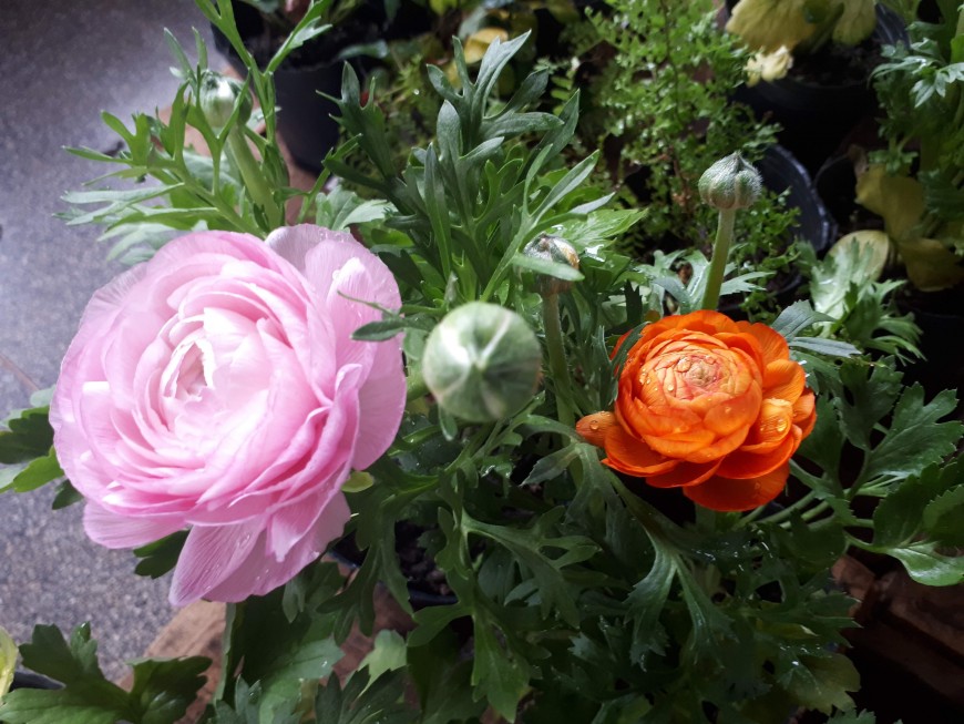 El Mercado Concentrador de Posadas, con variedades de plantas y flores