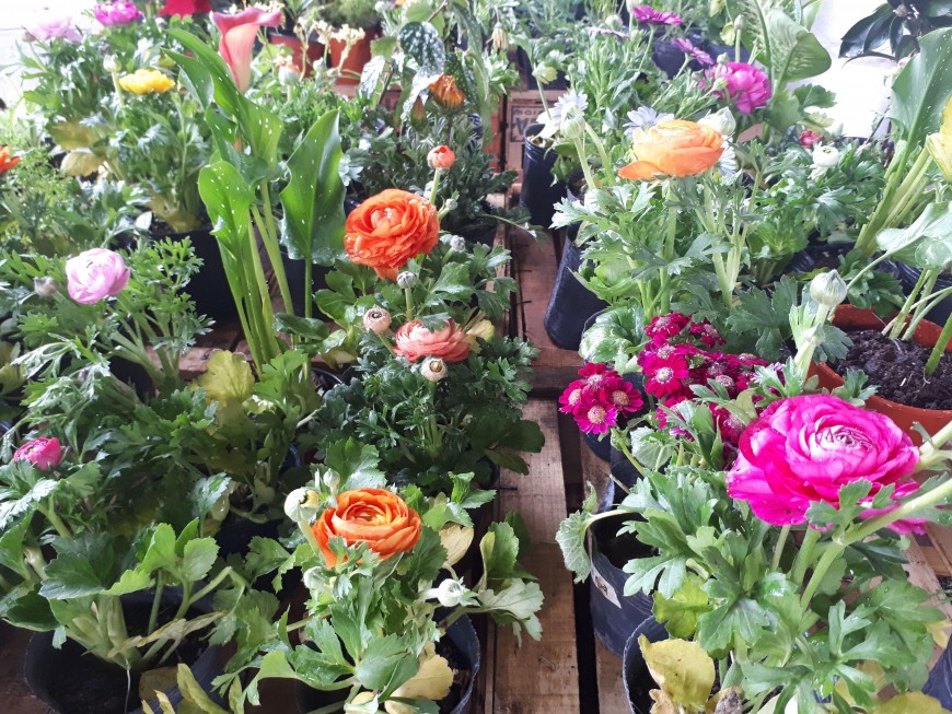 El Mercado Concentrador de Posadas, con variedades de plantas y flores 4 8 - FLORES - 7