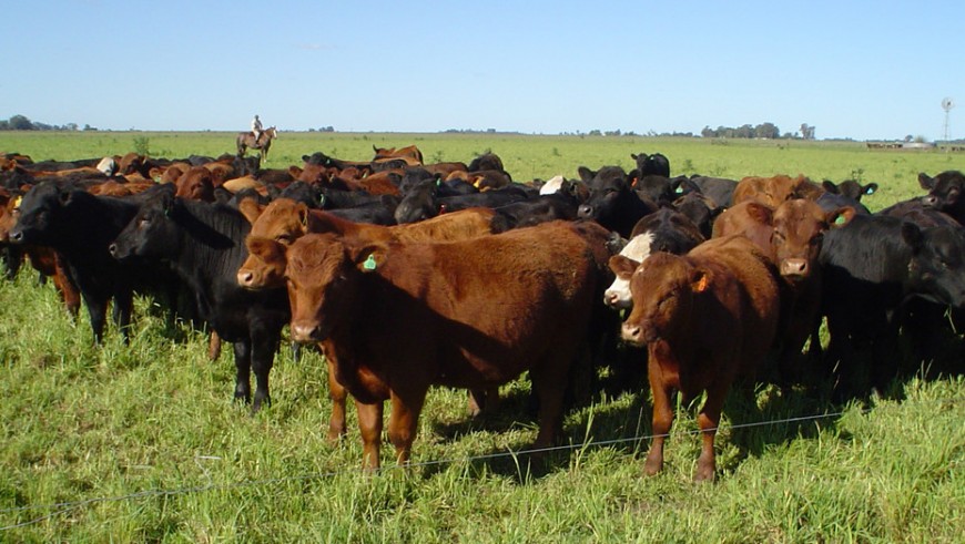 “El aumento del stock bovino es mayor de lo que suponíamos”