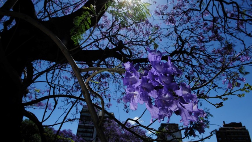 Día de la Primavera: ¿por qué este año empieza el 22 de septiembre?