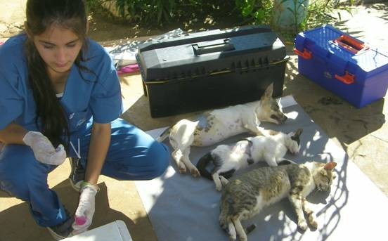 El Quirófano Móvil realizó un operativo de castración y vacunación en la Chacra 117