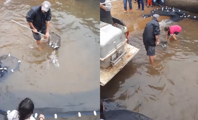 La EBY, Ecología y el Pirá Pytá realizaron la tradicional suelta de peces en el Paraná