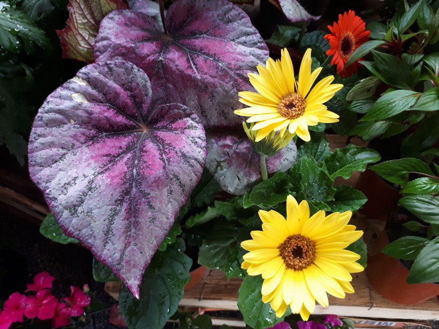 Ofertas en el Mercado Concentrador Zonal de Posadas vigentes hasta este sábado