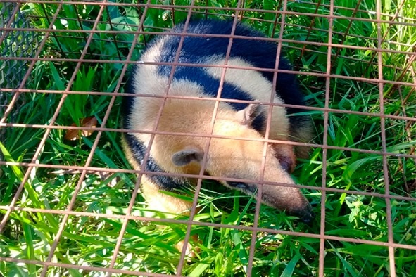 San José: rescataron a un oso melero en peligro de extinción