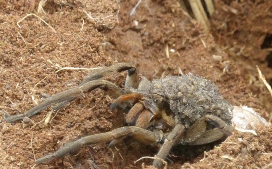Corrientes: hallan más de 200 especies de arañas, 17 no registradas en Argentina