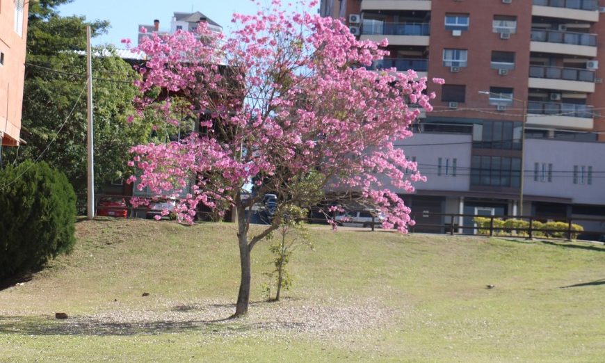 Tiempo: domingo soleado y estable