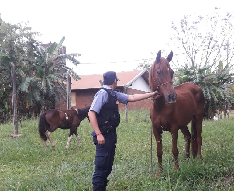 Recuperaron dos yeguas robadas del Hipódromo y hay un detenido