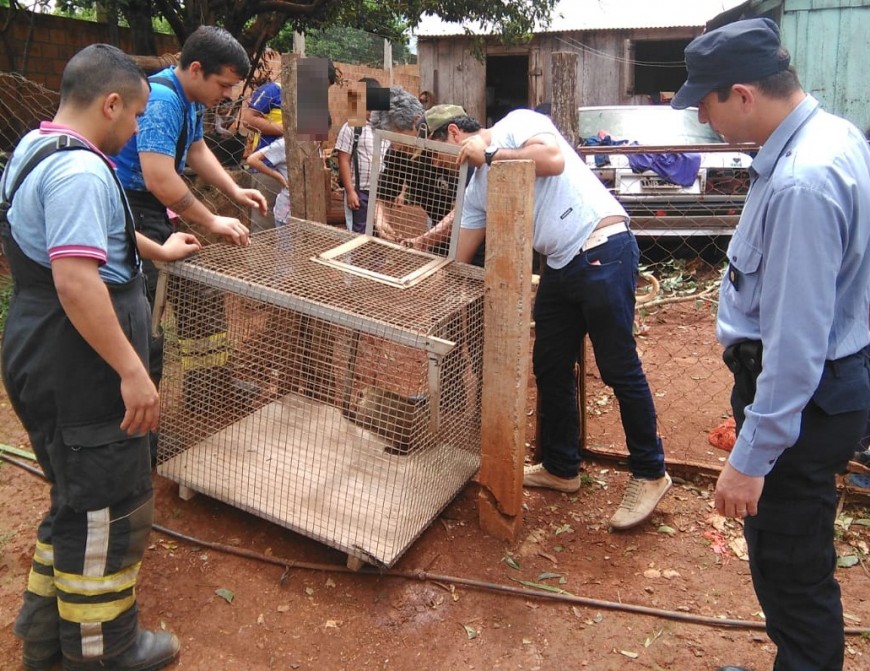 Rescataron a coatí que estaba atado a un árbol en una casa