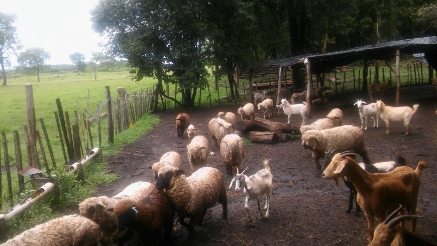 Avanza mejoramiento productivo en la cuenca ovina de la provincia