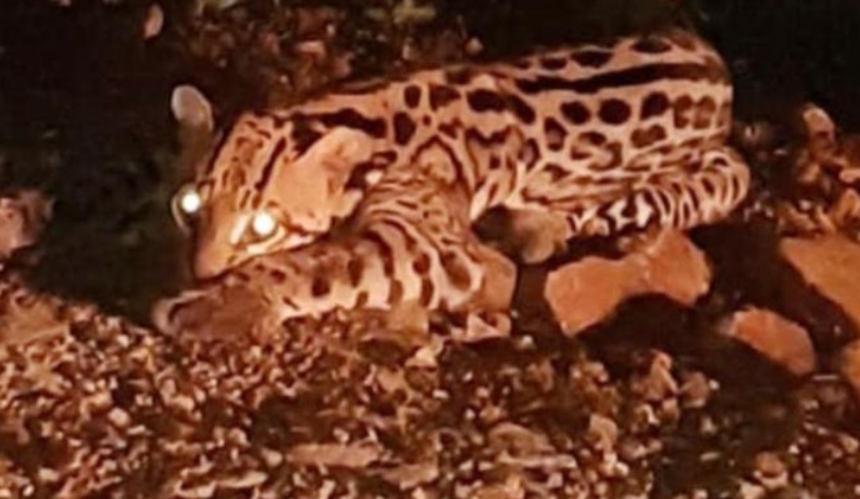 Herido y al costado de la ruta: así quedó un gato onza atropellado en Dos de Mayo