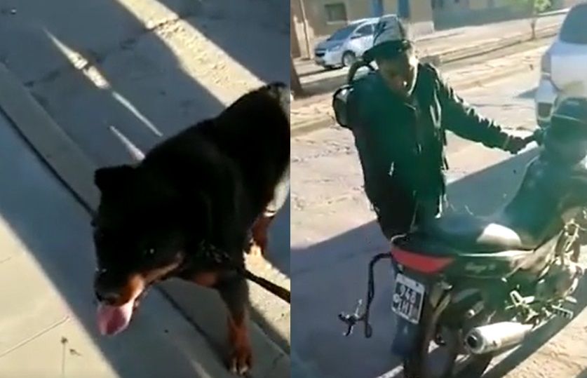 Indignante: un hombre ató a su perro a una moto y lo arrastró por la calle