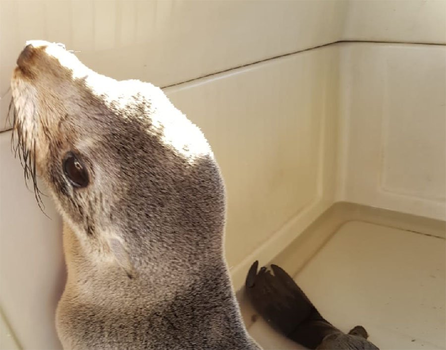 Exitoso rescate de un lobo marino en el Puerto de Olivos