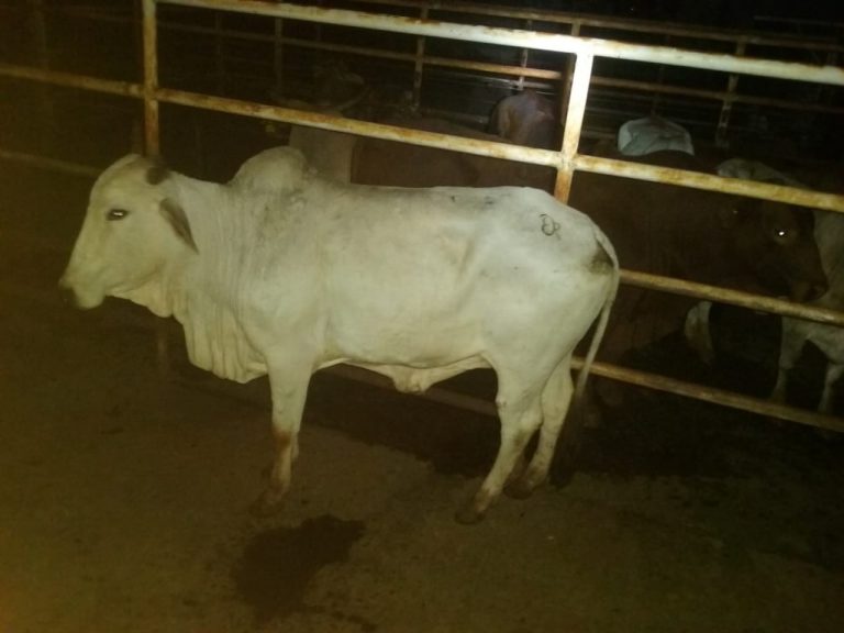 La Policía recuperó la vaca de un productor de Concepción de la Sierra
