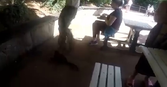 Indignante: un guardaparque le propinó una patada a un mono en Iguazú