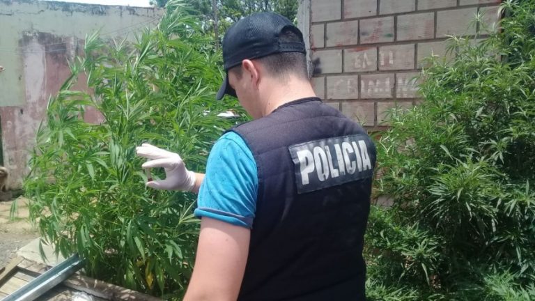 Incautaron cocaína y plantas de marihuana en un "kiosko" narco